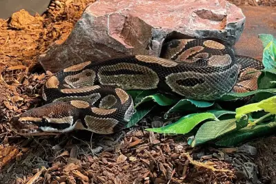 Royal Python 'Rebel' Awaits Forever Home for Over Four Years in West Midlands
