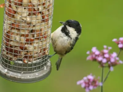 RSPB Advises UK Households to Remove Bird Feeders Until October