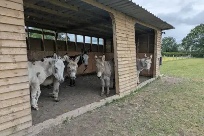 The Donkey Sanctuary in West Midlands: Perfect Summer Day Out