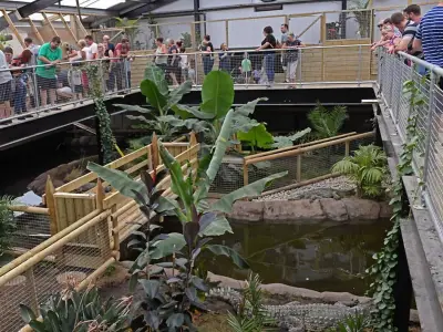 UK Zoo Reopens Crocodile Enclosure Nine Days After Boy, 3, Attacked