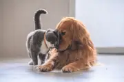 12 Cat Breeds That Get Along Well With Dogs in 2026