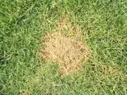 40C Heatwave to Fade UK Garden Paint: Expert Warns on Colour Loss