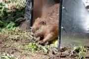 Baby Beaver Boom in West Midlands Forest as New Kits Arrive