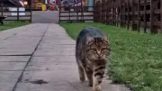 Beloved Station Cat Onslaught Passes Away at Great Central Railway