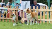 Birmingham Dogs Home Family Fun Day Moves to Rescue Centre