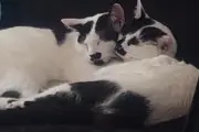 Desperate plea to find home for bonded pair of cats in West Midlands