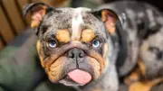 Dog Breed Ban Fears Dismissed as New Health Rules Clarified