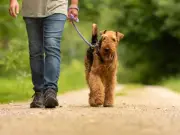 Dog Owners Urged to Walk Pets Early or Late Amid UK Heatwave