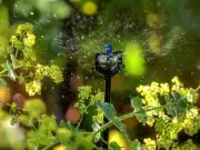 Five Eco-Friendly Garden Tips Ahead of July Energy Bill Rise
