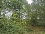 Police Hunt Knifeman Who Tried to Grab Woman in Cannock, Seek Dog Walker Witness
