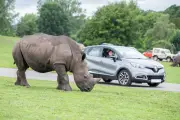 Safari Park Visitors Warned of Delays from Temporary Roadworks