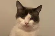 Search for Forever Home for Poorly Cat Surrendered from Hoarding Situation