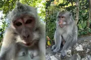 Shropshire Man Warns of Monkey Selfie Scam After Phone Theft