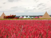 Shropshire Petal Fields Near Birmingham Open for Just 11 Days This Summer