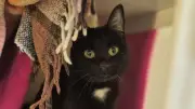 Three Loving Cats Await Forever Homes Amid RSPCA Capacity Crisis