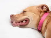 Vet's Guide to Life-Saving Dog CPR Amid Extreme Heat Warnings