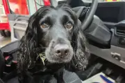 West Midlands Fire Dog Sniffs Out Arson on Special Birthday