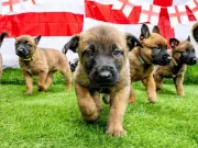 West Midlands Police Names Puppies After England World Cup Stars