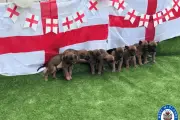 West Midlands Police's Four-Legged England Squad Members in Adorable Photos