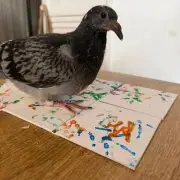 Woman Earns £1,200 Selling Pigeon Foot Paintings on Vinted