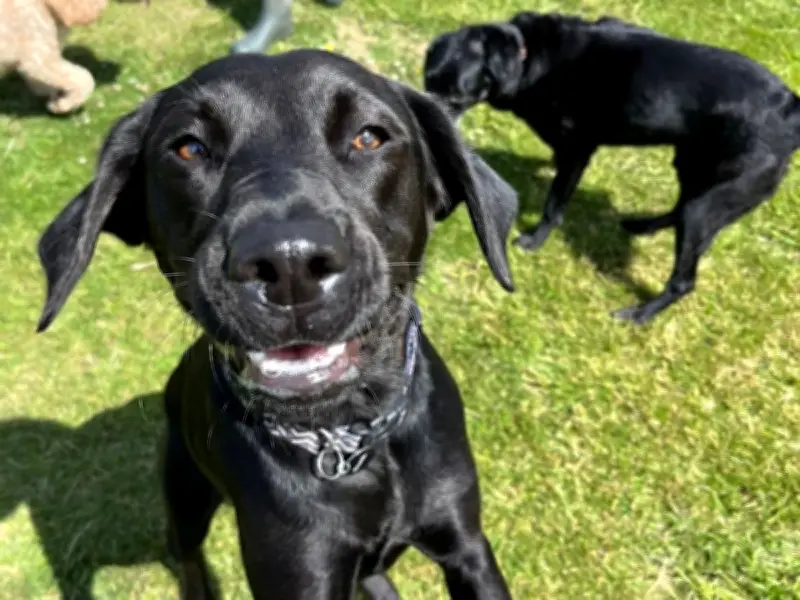 Beloved Dog Dies After Eating Rotting Grass Dumped on Solihull Park Field