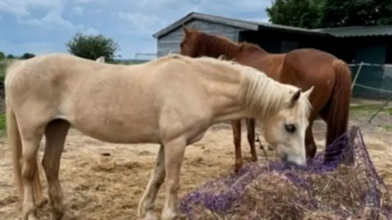 Blue Cross Rolleston Seeks Volunteer Foster Carers for Horses