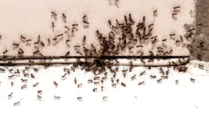 Cheap Kitchen Staple Stops Ants Marching Into Your Home This Summer