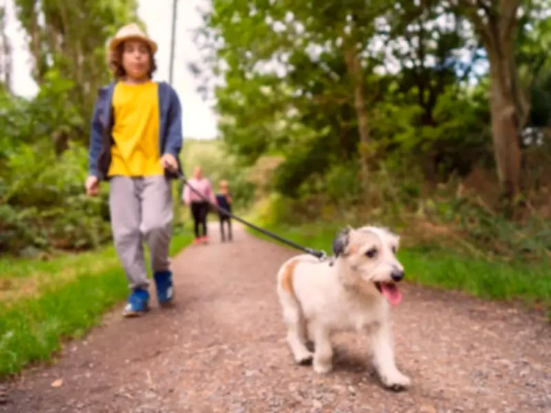 Dog Walking Law Change July 31: £100 Fine for Off-Lead Dogs in Open Access Areas