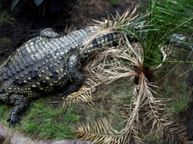 Family of Boy, 3, Injured in Crocodile Attack at Cambridgeshire Zoo Issues Statement