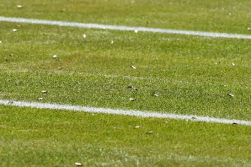 Flying Ant Swarms Spotted Across West Midlands During Heatwave