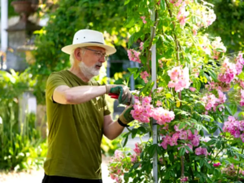 Hedge Trimming in July Risks Unlimited Fine and Prison Sentence