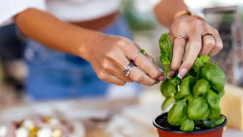 Pro gardener reveals brutal secret to keep supermarket basil bushy and sweet