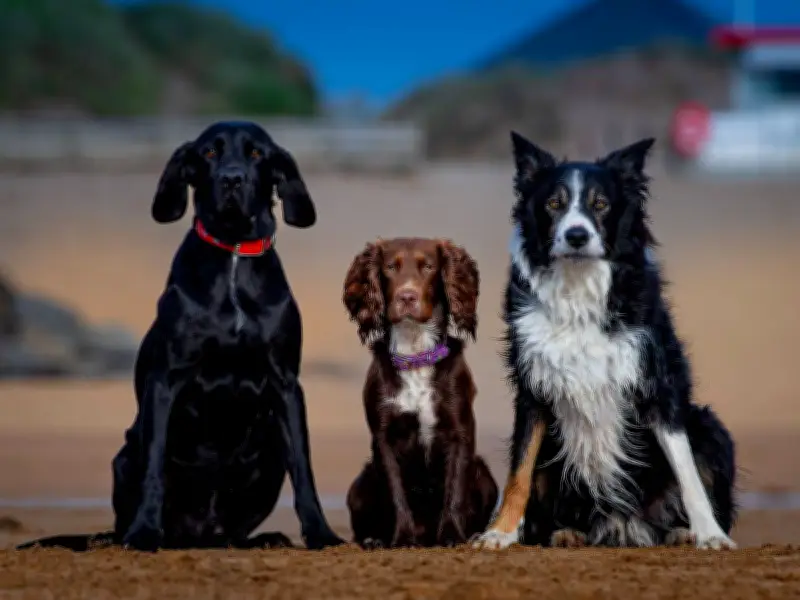 Vet Warns Cockapoo Owners of Hidden Health Risks for Popular Breed
