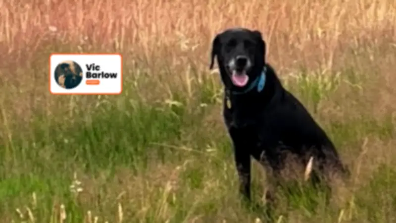 Walking the Parks of Macclesfield: Dog Ownership and Livestock Safety