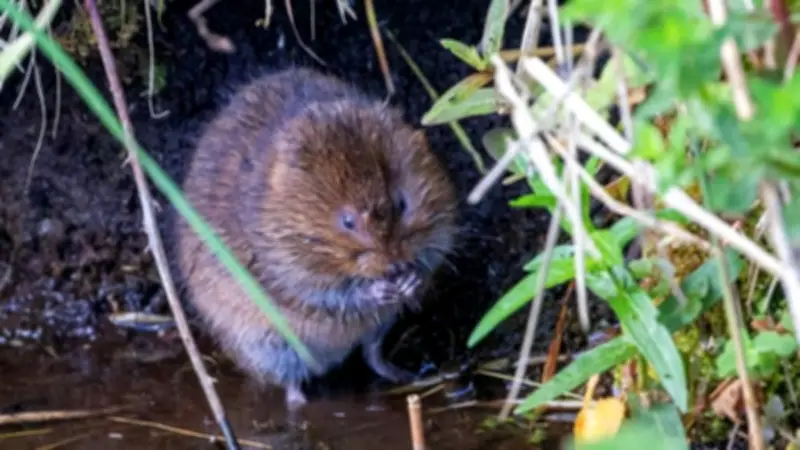 Water voles return to North Devon after 24 years following major habitat restoration