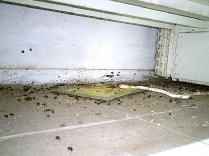 Wolverhampton supermarket shut over rat infestation fined £8,000