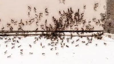 Cheap Kitchen Staple Stops Ants Marching Into Your Home This Summer