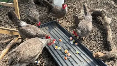 Duckyls Farm Goes Extra Mile to Keep Animals Cool During Heatwave