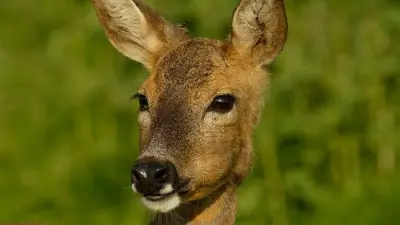 Ticks on the Rise Along Sefton Coast as Roe Deer Population Grows