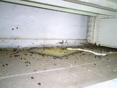 Wolverhampton supermarket shut over rat infestation fined £8,000