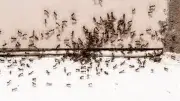 Cheap Kitchen Staple Stops Ants Marching Into Your Home This Summer