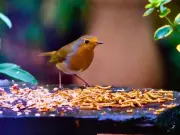 Robins Struggle in Summer: Expert Tips on Feeding UK Garden Birds in July