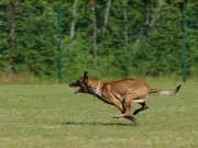 Wolverhampton Dog Attack: Woman Bitten in Chest by Belgian Malinois